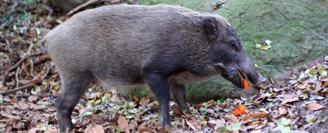 動物駆逐詳細ページへ